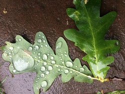 дощ лист дуб