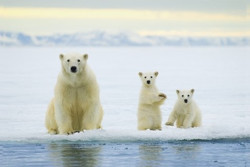белый, медведь, жертва, глобальное, потепление