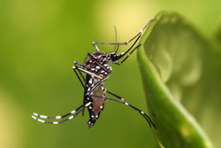трансгенный комар сша
