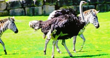 великобританія страус зебра