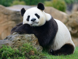 китай панда WWF