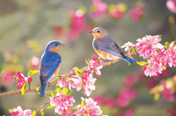 весна птахи цвіт