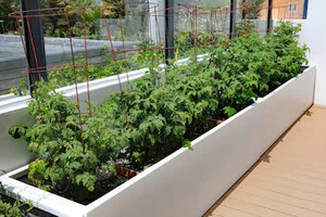 garden beds tomatoes