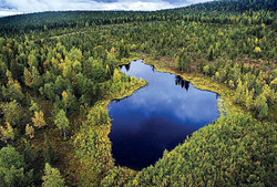 фінляндія ліс