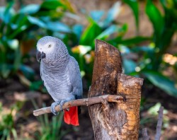 африканський сірий папуга жако
